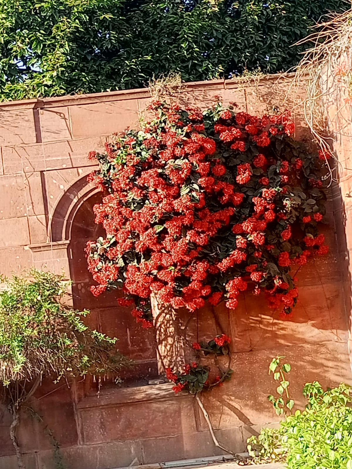 A Royal Garden Experience at Rashtrapti Bhavan